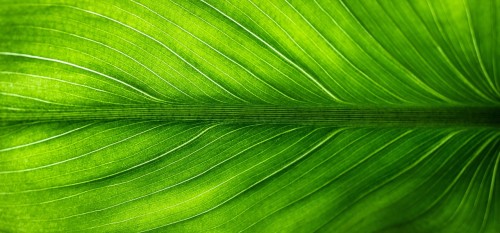 Green IT : les métiers de demain pour un avenir durable